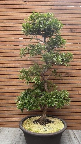 Satzuki azalea bonsai tree - satzuki,