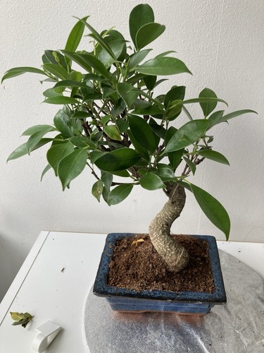 Ficus bonsai tree - , potted
