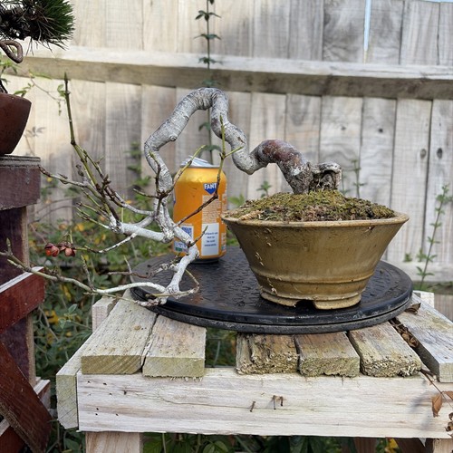 Euonymus planipes bonsai tree