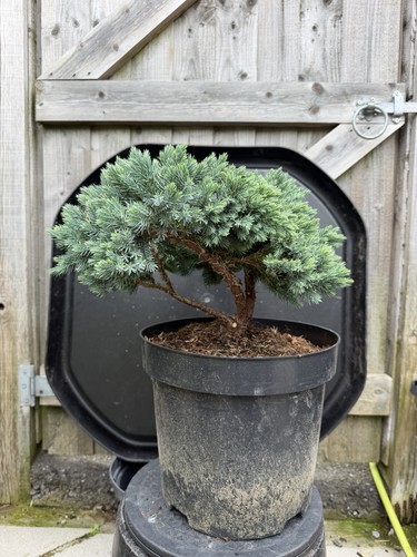 Juniper bonsai tree - juniper,