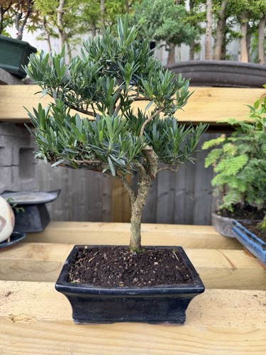 Pine bonsai tree potted - tree,
