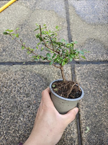 Chinese elm ulmus - chinese, parvifolia