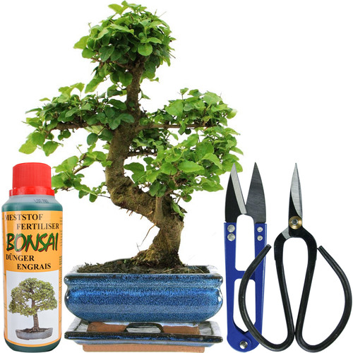 Bonsai ligustrum tree live - bonsai,