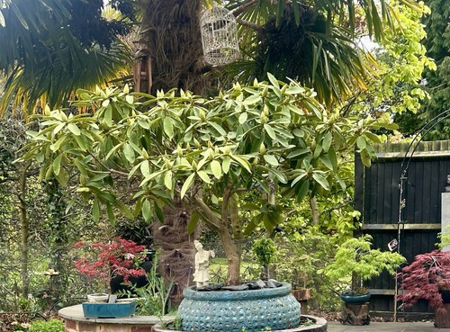 Rhododendron bonsai tree - rhododendron,