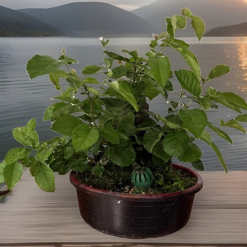 Bonsai tree chaenomeles quince - bonsai,