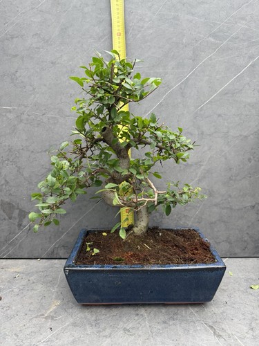 Ulmus elm bonsai tree potted - ulmus,