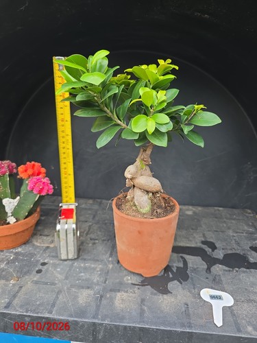 Ficus ginseng bonsai starters - ficus,