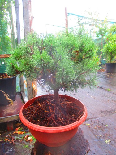 Evergreen outdoor japanese - evergreen,