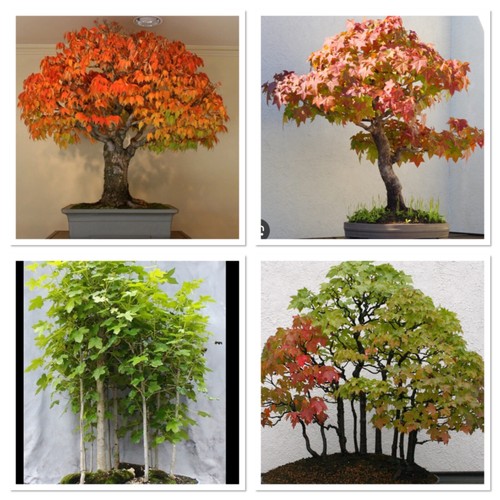 American sweetgum bonsai - american,