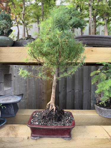 Pine bonsai tree potted - pine,