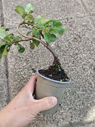 Bonsai stater chaenomeles - stater,