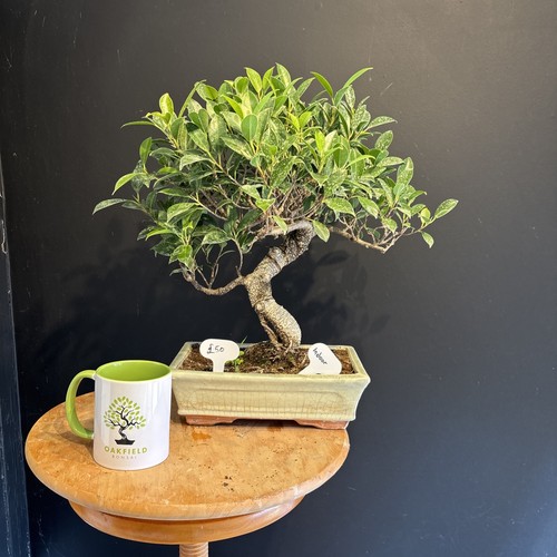 Bonsai tree ficus shape - tree, s