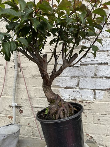 Plum blossom bonsai the - bonsai, (the