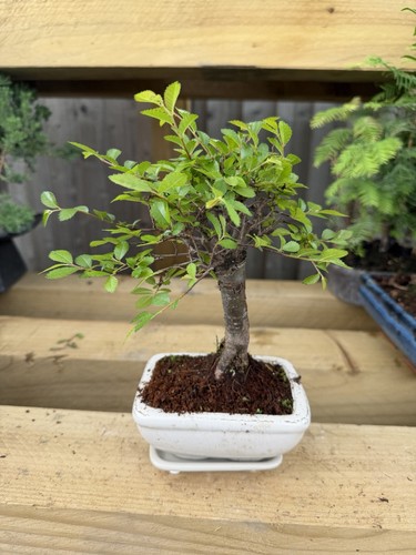 Potted bonsai tree broadleaf - bonsai,