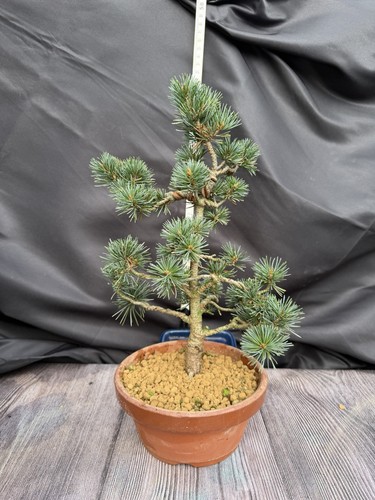Japanese white pine - japanese,