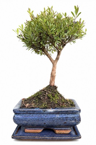 Broom style stzygium bonsai - stzygium,