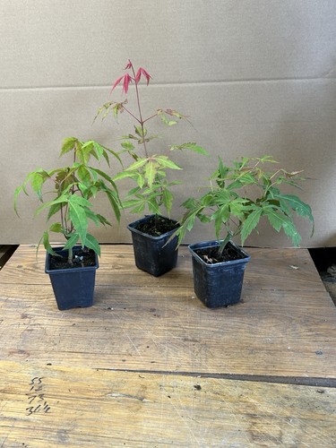 Bonsai starter acer - starter,