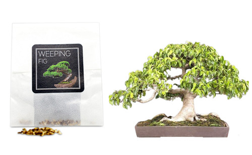 Weeping fig bonsai seeds - 30,