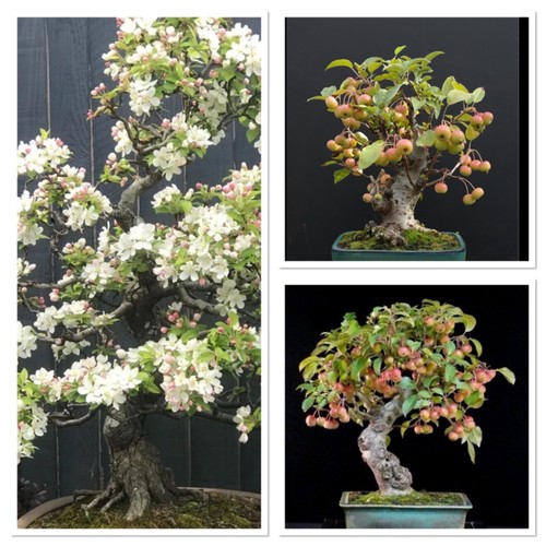 Crab apple bonsai starter - apple,