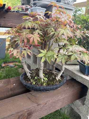 Japanese maple - japanese, acer)