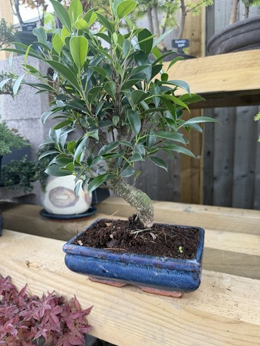 Ficus bonsai tree evergreen - bonsai,