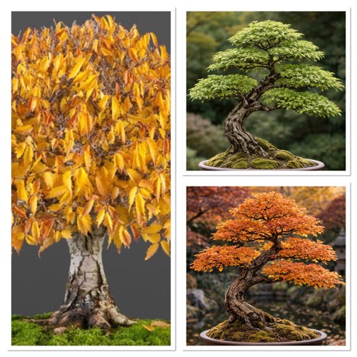 Japanese elm bonsai - , 3-4