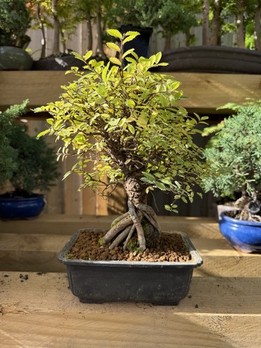Chinese elm bonsai tree potted - elm,