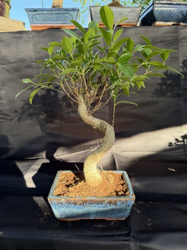 Ficus bonsai tree potted - ficus,