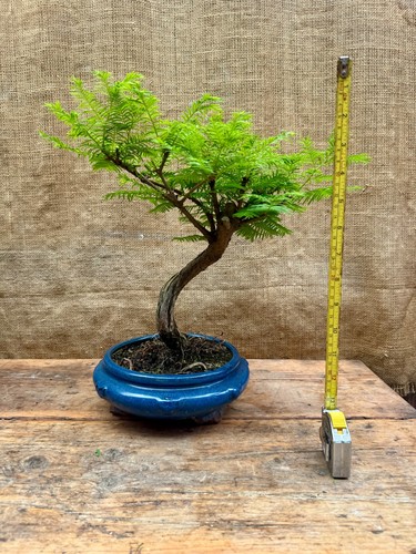 Mesasequoia - , redwood)