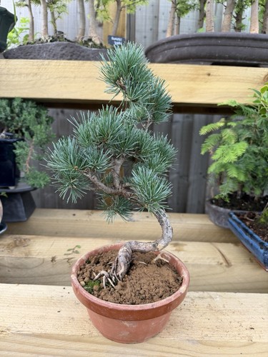 Potted pine bonsai tree pinus - potted,