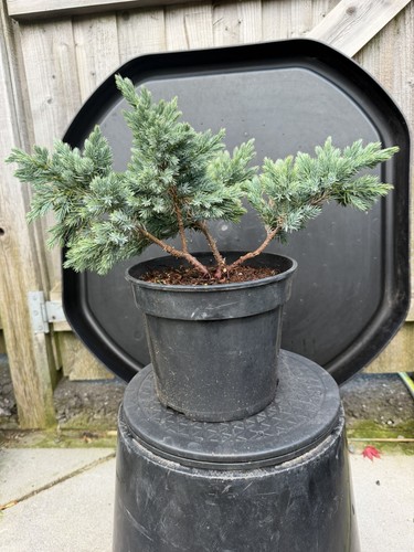 Juniper bonsai tree starter - tree,