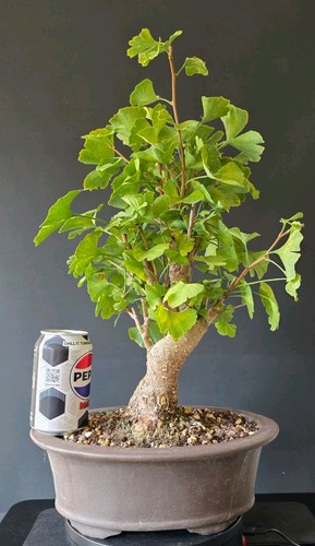 Ginkgo biloba maidenhair - biloba,