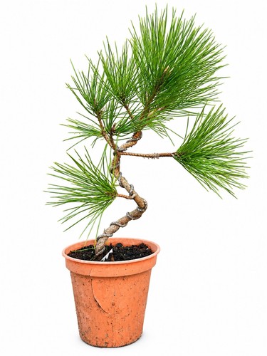 Japanese black pine pre bonsai - pre,