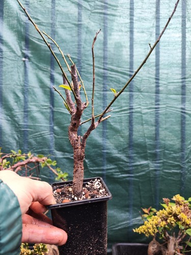 Plum blossom bonsai red - plum,
