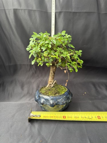 Chinese elm bonsai tree - chinese,