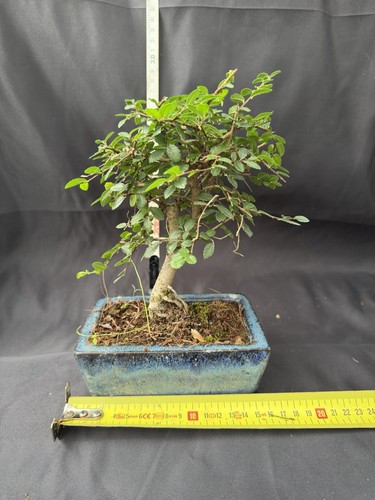 Chinese elm bonsai - bonsai, tree