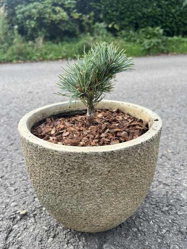 Japanese white pine - pine, 'kinpo'