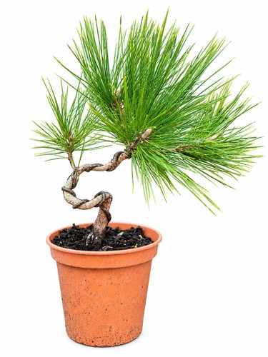 Japanese black pine pre bonsai - pine,
