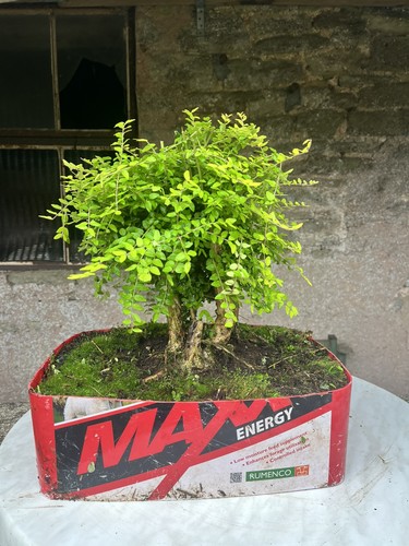 Honey suckle bonsai tree - honey,