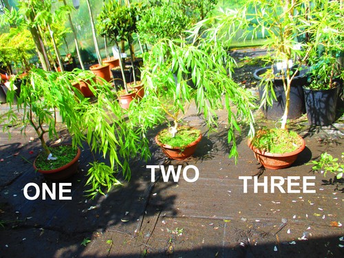 3ft inc pot - 3ft, weeping