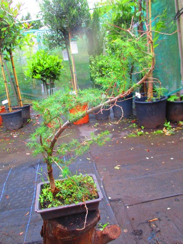 Windswept japanese larch - windswept,
