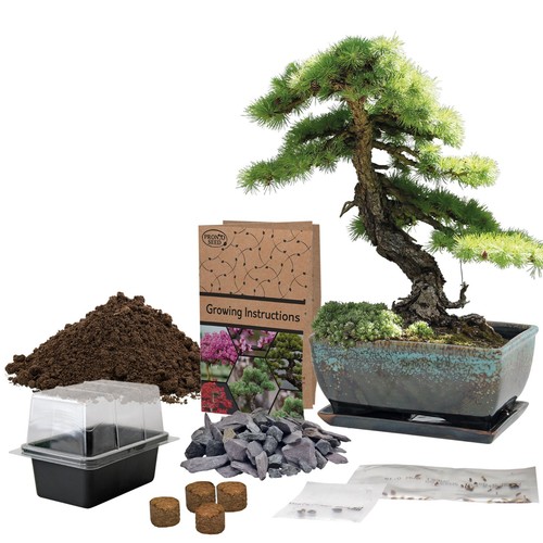 Bonsai seeds grow your - |,