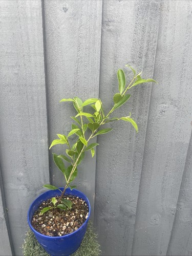 Ficus ginseng bonsai tree - ficus,
