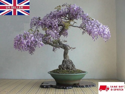 Tree wisteria bolusanthus - tree,