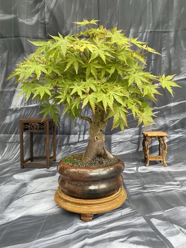 Japanese maple bonsai - maple,