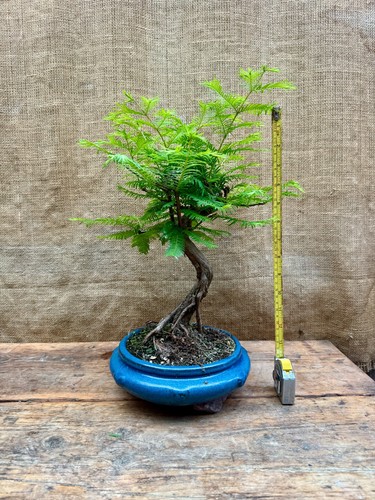 Mesasequoia - , redwood)