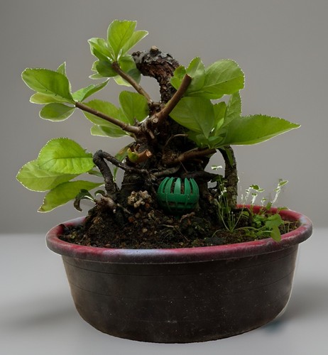 Bonsai tree chaenomeles - bonsai,