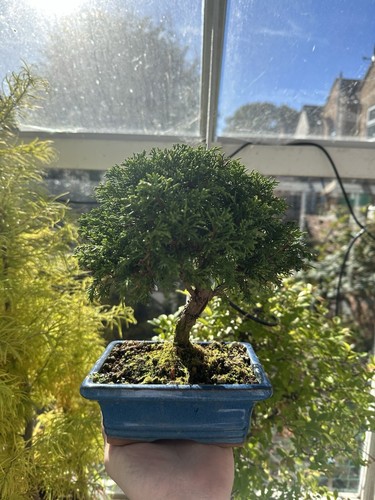 Chinese juniper bonsai tree - chinese,