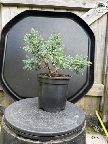 Juniper bonsai tree - juniper,