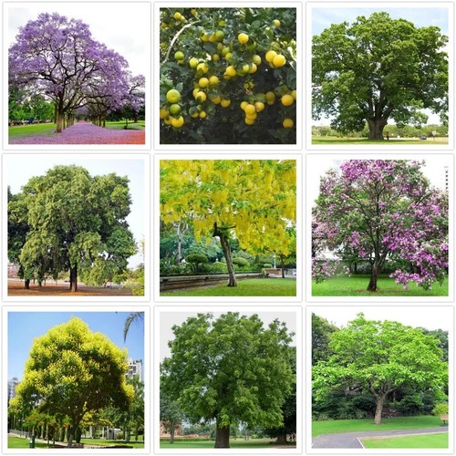 Collection mixed tree - 50,